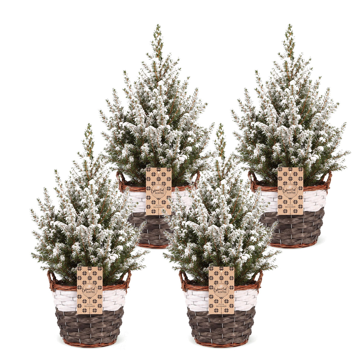 Set van 4 — Kegelspar kerstboom besneeuwd — Ø17 cm, 65 cm hoog — met mand