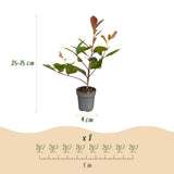 Green boutiQ - 24x Photinia fraseri Red Robin - Glansmispel - Haagplanten - Groenblijvend - Rood - Pot 9cm - Hoogte 25-35cm