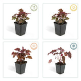 48x Heuchera mic. 'Palace Purple' - ↕10-25cm - Ø9cm
