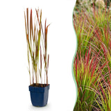 Green boutiQ - Grassen - Imperata cylindrica Red Baron - Japans bloedgras - Rode uitlopers - Rood - 24 Planten - Pot 11cm - Hoogte 15-25cm