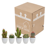 Cactus mix 5.5 cm - 5x - in witte pot