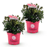 Green boutiQ - Dwerg Rhododendron - Rhododendron Bloombux Magenta - Bloeiende Buxus - Weinig Onderhoud - Roze Bloem - 2 Planten - Pot 17cm - Hoogte 30-40cm