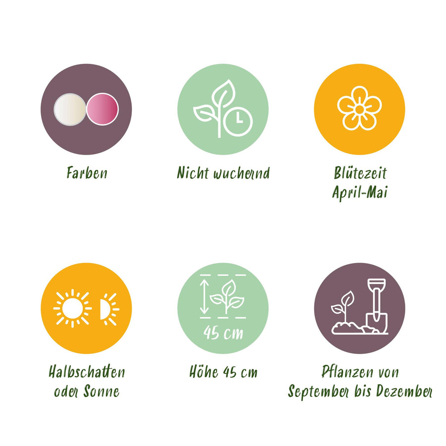 Tulpenbollen Double Sensation — wit en roze, 12 stuks (bolmaat 11/12)