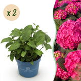 Green boutiQ - Tuinplant - Hydrangea Endles Summer Summer Love Red - Hortensia - Winterhard - Rood - 2 Planten - Pot 14cm - Hoogte 20-25cm