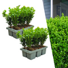2 x 6-Pack Buxus NewGen Freedom – Winterharde Groenblijvende Struiken 12 x Ø7 cm - ↕15 cm | Compacte Buxus