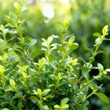 Green boutiQ - Buxus Haag - BetterBuxus Babylon Beauty - Resistant tegen de Buxus Schimmel - 14 planten - 2 strekkende meter - pot 10,5cm hoogte 25-30