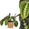 Green boutiQ - Kamerplant - Maranta Fascinator Tricolour - Gebedsplant - Huisdiervriendelijke Plant - Groen - 1 Plant - met Mand - Pot 12cm - Hoogte 25cm