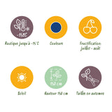 Green boutiQ - Fruitplanten - Blauwe Bes - Vaccinium corymbossum Goldtraube - Winterhard - 6 Planten - Pot 9 cm - Blauwe Bes