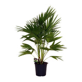 Livistona Chinensis - Ø24cm - ↕100cm