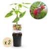 Green boutiQ - Fruitplant - Taybes - Rubus Tayberry- Rode Vrucht - 2 planten -Pot 11cm Hoogte 40cm