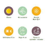 Green boutiQ - Bloembollen - Narcis Tete-A-Tete - Kleur Geel - 25 stuks - Bolmaat 10/11 - XXL Pack