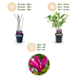 Green boutiQ - Heesters -Magnolia Susan- Bloemen Donker Roze - 1 plant - bladverliezend - weinig onderhoud - pot 17cm hoogte 45cm