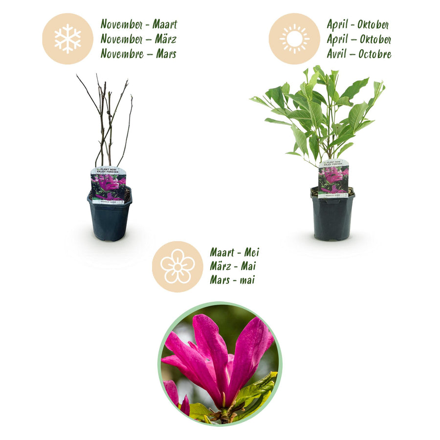 Magnolia Susan – 45 cm hoog (foto 4)