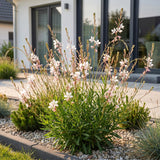 Green boutiQ - Vasteplant - Gaura lindh. Whirling Butterflies - Prachtkaars - Bijen- en vlinderlokkers - Wit - 6 Planten - Pot 11cm - Hoogte 15-25cm