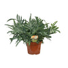 Phlebodium Blue Star - Ø26cm - ↕80cm