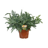 Phlebodium Blue Star - Ø26cm - ↕80cm