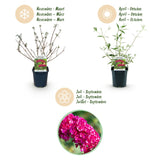 Green boutiQ - Tuinplant - Buddleja davidii Royal Red - Vlinderstruik - Winterhard - Rood - 1 Plant - Pot 17cm - Hoogte 45cm