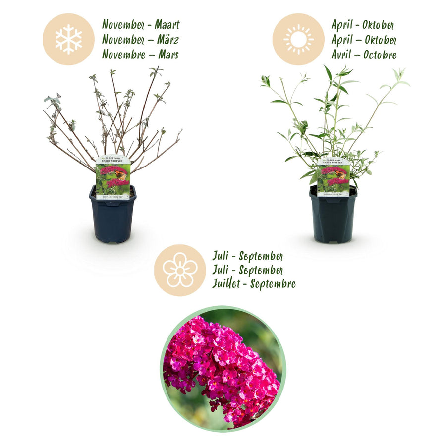Buddleja davidii Royal Red – 45 cm hoog (foto 4)
