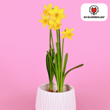 Narcisbollen Tête à Tête — gele mininarcis, 25 stuks
