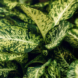 Green BoutiQ - Green is... Kamerplanten - Diefenbachia Compacta - Dieffenbachia - Weinig onderhoud - met mand - Groen - 1 Plant - Pot 17cm - Hoogte 45-50cm