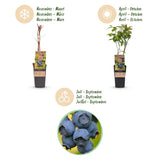 Green boutiQ - Fruitplant - Vaccinium corymbosum Patriot - Bosbes - Winterhard - Blauwe Bes - 2 Planten - Pot 15cm - Hoogte 50cm