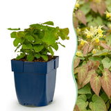 Green boutiQ - Vasteplant - Epimedium perralch. Frohnleiten - Elfenbloem - Schaduw - Geel - 1 Plant - Pot 11cm - Hoogte 15-25cm