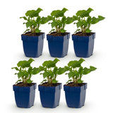 Green boutiQ - Vasteplant - Persicaria ampl. Alba - Duizendknoop - Schaduw - Wit - 6 Planten - Pot 11cm - Hoogte 15-25cm