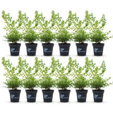 Green boutiQ - Buxus Haag - BetterBuxus Babylon Beauty - Resistant tegen de Buxus schimmel - 12 planten - 2 strekkende meter - pot 13cm hoogte 30-35