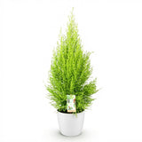 Green BoutiQ - Kamerplanten - Cupressus Gold Crest Wilma - Kamer conifeer - Weinig onderhoud - Groen - 1 Plant - met Potter Wit - Pot 21cm - Hoogte 85-95cm