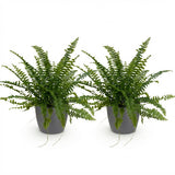 Green boutiQ - Kamerplant - Nephrolepsis exaltata Green Lady - Varen - Huisdiervriendelijke Plant - Groen - 2 Planten - met Potter Grijs - Pot 12cm - Hoogte 25cm