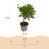 Green boutiQ - Tuinplant - Cotinus coggyria Young Lady - Groen 3 Planten - Bladverliezend - Weinig Onderhoud - Pot 12cm Hoogte 35cm