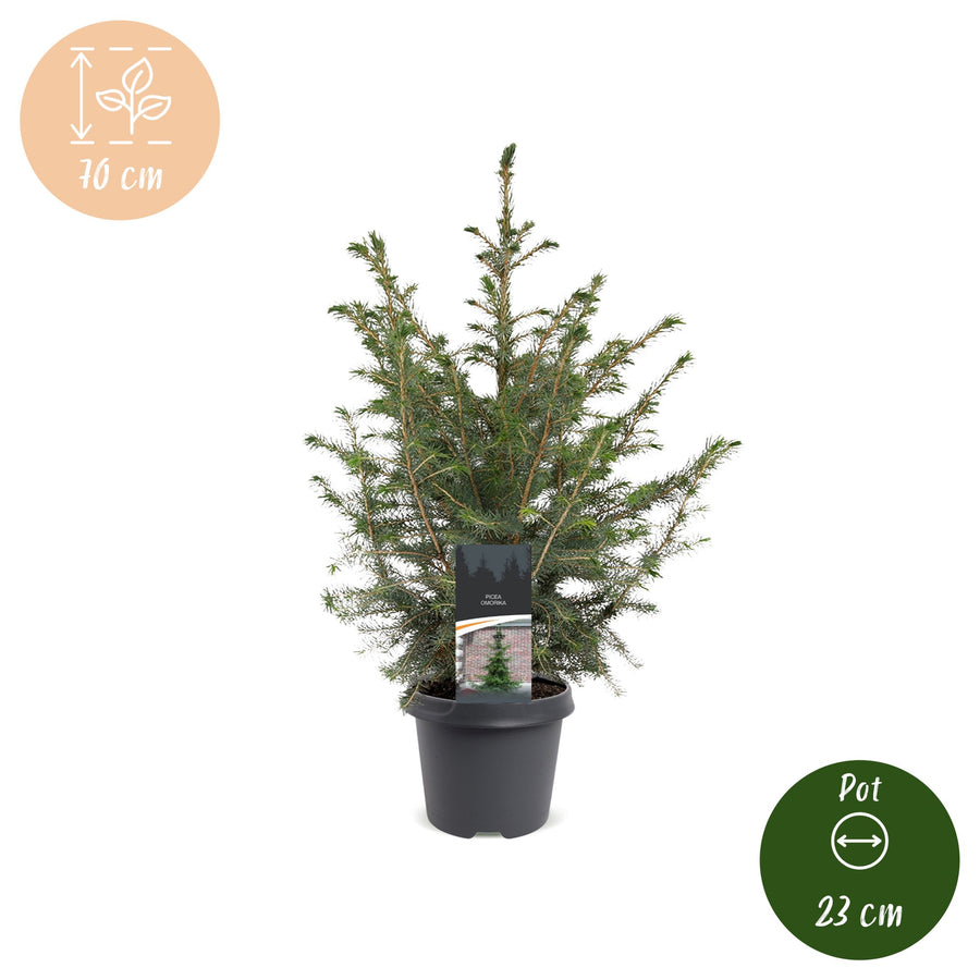 Set van 2 – Pot Ø23 cm · 70 cm hoog · Servische spar kerstboom (foto 5)