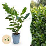Green boutiQ - 8x Prunus laur. Caucasica - Laurierkers - Haagplanten - Groenblijvend - Groen - Pot 9cm - Hoogte 25-35cm