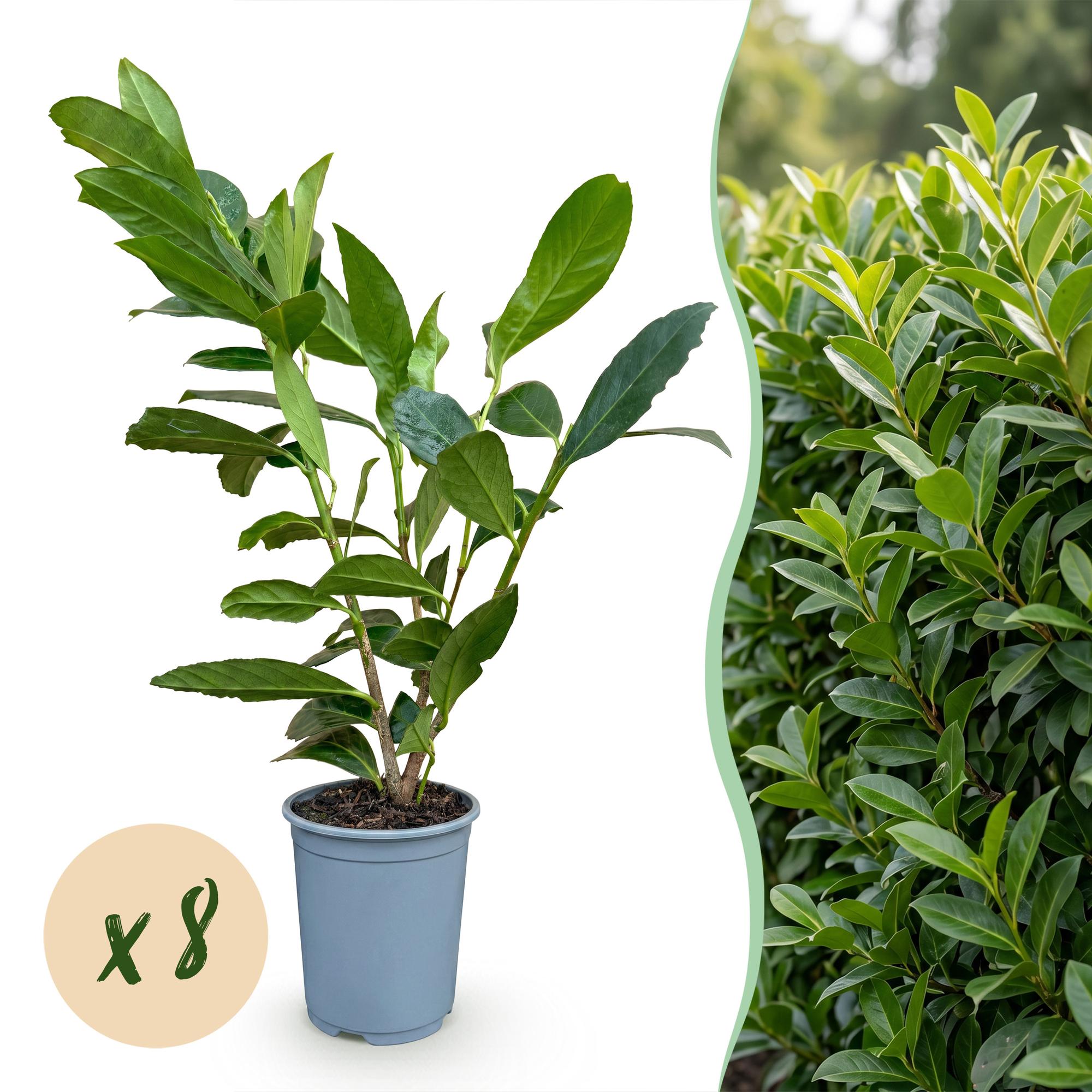 Green boutiQ - 8x Prunus laur. Caucasica - Laurierkers - Haagplanten - Groenblijvend - Groen - Pot 9cm - Hoogte 25-35cm