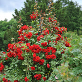 Green boutiQ - Klimroos - Rosa Red Climber - Bloem Rood - Weinig onderhoud - 2 planten - Pot 11cm Hoogte 40cm