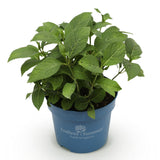 Green boutiQ - Tuinplant - Hydrangea Endles Summer The Orginal Blue - Hortensia - Winterhard - Blauw - 1 Plant - Pot 14cm - Hoogte 20-25cm