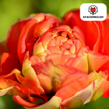 Tulpenbollen Gudoshnik Double — geel-oranje-rood, 20 stuks (maat 11/12)