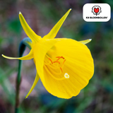 Narcisbollen Golden Bells — kleine gele narcis, 25 stuks