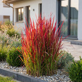 Green boutiQ - Grassen - Imperata cylindrica Red Baron - Japans bloedgras - Rode uitlopers - Rood - 6 Planten - Pot 11cm - Hoogte 15-25cm