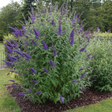 Green boutiQ - Tuinplant - Buddleja davidii Empire Blue - Vlinderstruik - Winterhard - Blauw - 1 Plant - Pot 17cm - Hoogte 45cm