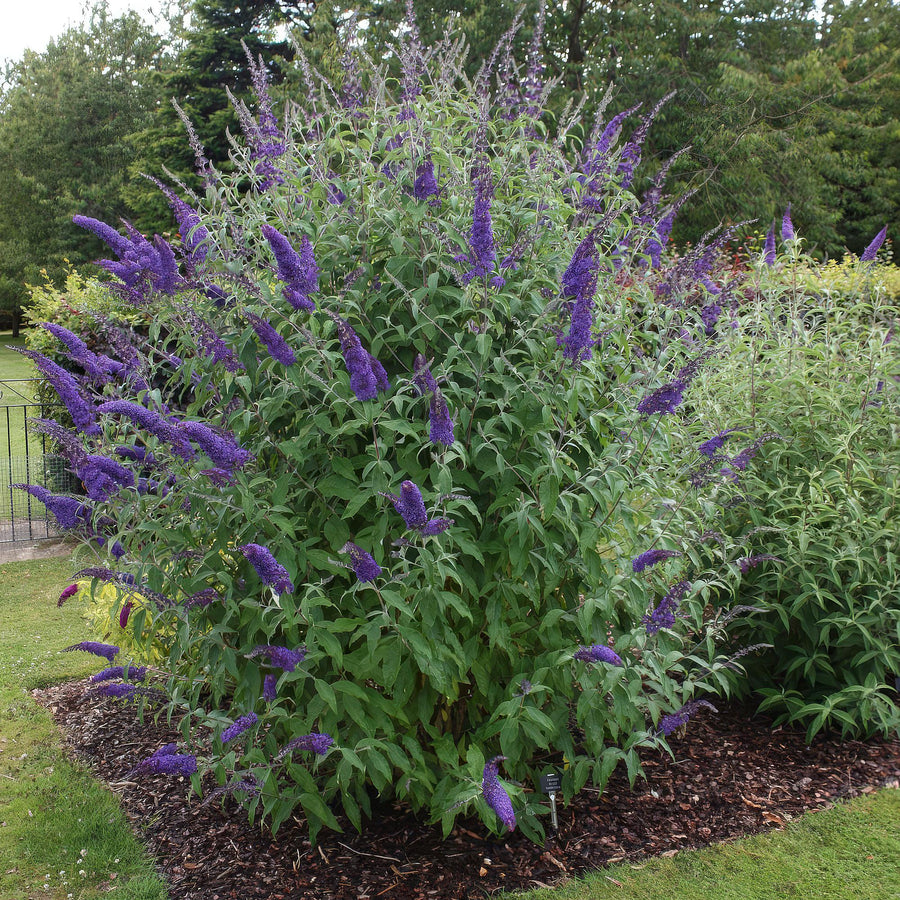 Buddleja davidii Empire Blue – 45 cm hoog (foto 6)