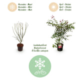 Green boutiQ - Tuinplant - Acer palmatum Beni Maiko - Japanse Esdoorn - Bladverliezend - Rood - 1 - Pot 26cm - Hoogte 90cm