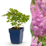 Green boutiQ - Vasteplant - Astilbe chin. Pumila - Pluimspirea - Schaduw - Paars - 12 Planten - Pot 11cm - Hoogte 15-25cm