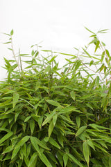 Fargesia 'Moontears'Â® Boobux - Compact groeiend, niet woekerende bamboe - Ø29cm - ↕70cm