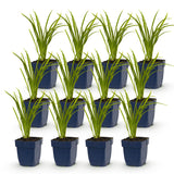 Green boutiQ - Vasteplant - Hemerocallis Autumn Red - Daglelie - Bijen en Vlinderlokkers - Rood - 12 Planten - Pot 11cm - Hoogte 15-25cm