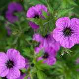 60x Geranium macr. 'Bevan's Variety' - ↕10-25cm - Ø9cm