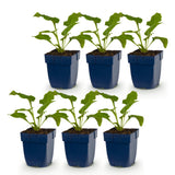 Green boutiQ - Vasteplant - Echinacea purp. Magnus - Zonnehoed - Bijen- en vlinderlokkers - Roze - 6 Planten - Pot 11cm - Hoogte 15-25cm