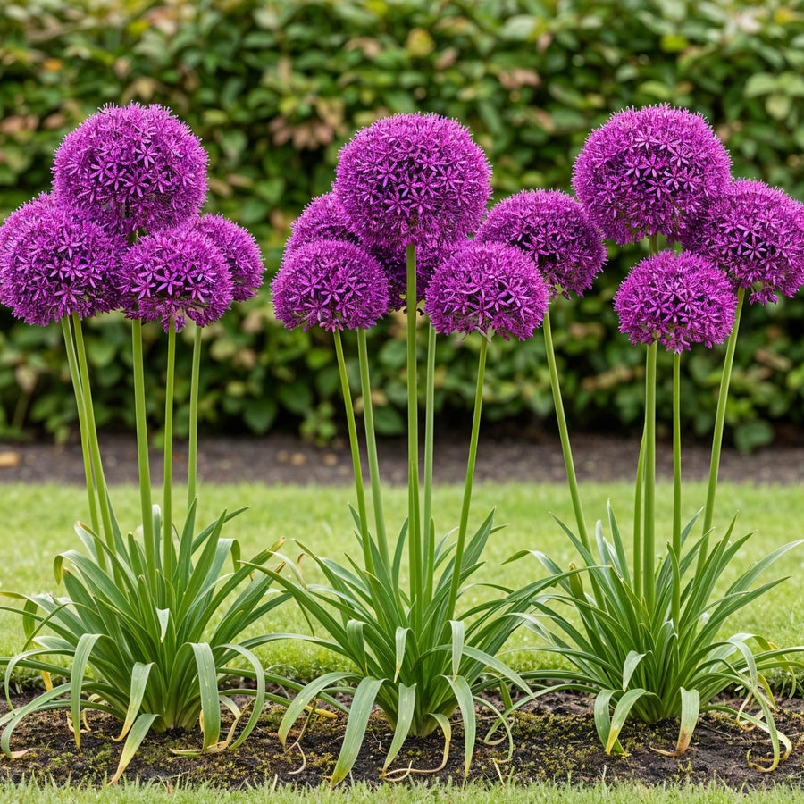Alliumbollen Purple Sensation — paars, 15 stuks (bolmaat 10/12)