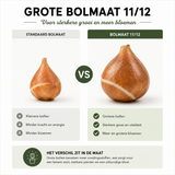 Tulpenbollen Light and Dreamy — pastelmix, 20 stuks (maat 11/12)