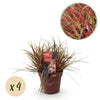 Green boutiQ - Siergrassen - Uncinia rubra Everflame- Rood - 4 Planten - Bladhoudend - Weinig Onderhoud - Pot 17cm Hoogte 50cm